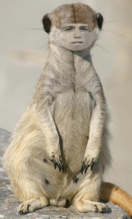 Animal Julien